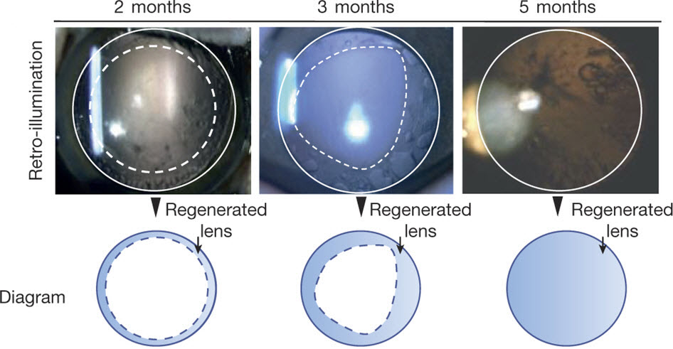 macaque-lens-regeneration