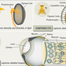 How the eye evolved?
